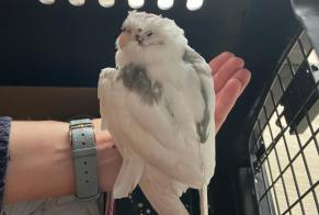 Alerte Découverte Oiseau Inconnu Lyon France