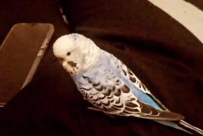 Alerte Disparition Oiseau Mâle , 2025 ans Sorgues France