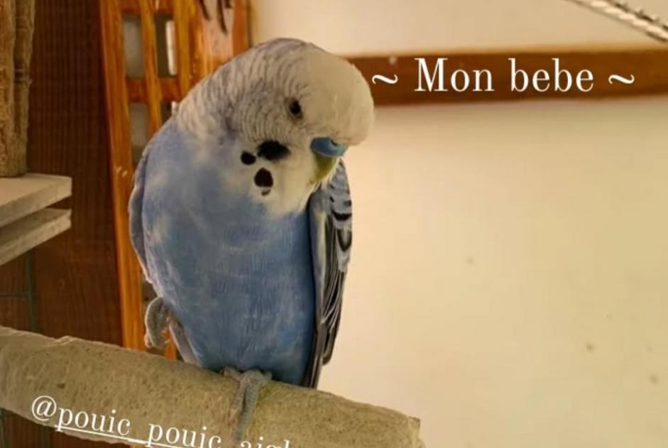 Alerte Disparition Oiseau Mâle , 2025 ans Sorgues France