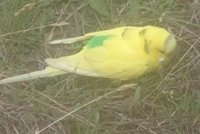 Alerte Découverte Oiseau Inconnu Saumos France
