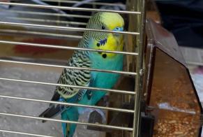 Alerte Découverte Oiseau Mâle La Bresse France