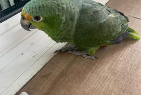 Alerte Découverte Oiseau Inconnu Genas France