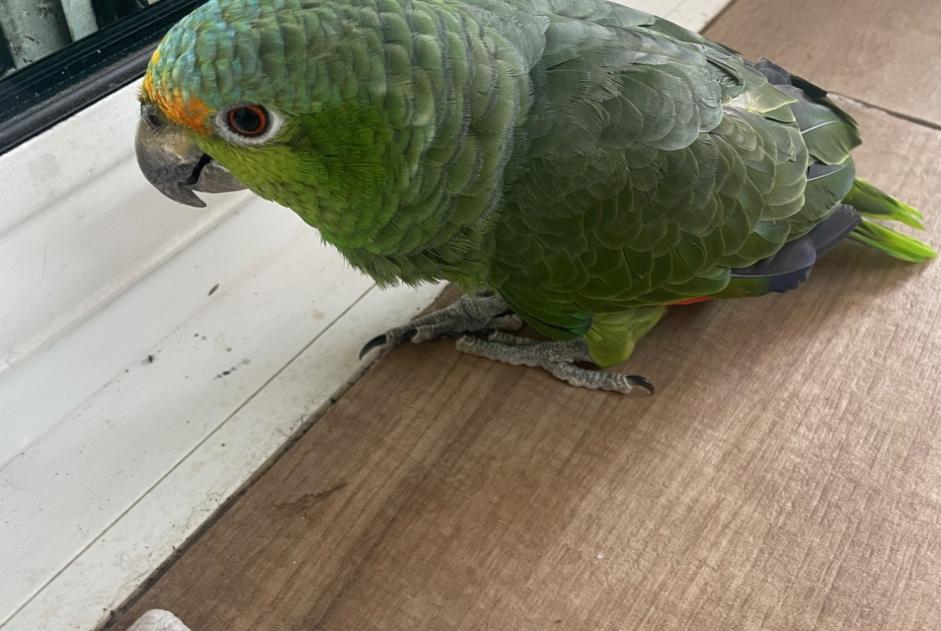 Alerte Découverte Oiseau Inconnu Genas France