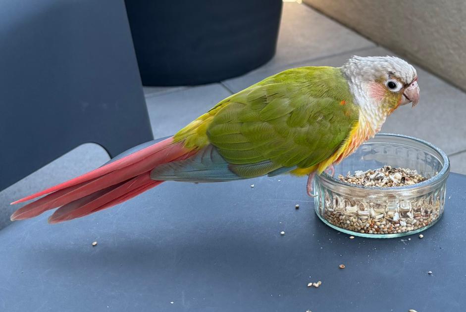 Alerte Découverte Oiseau Inconnu Montpellier France