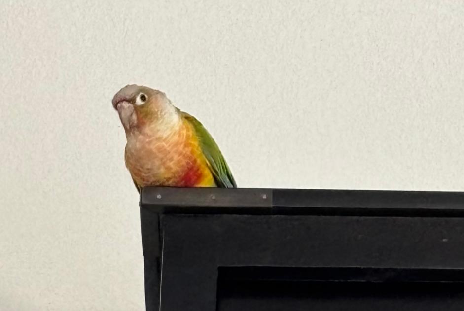 Alerte Découverte Oiseau Inconnu Montpellier France