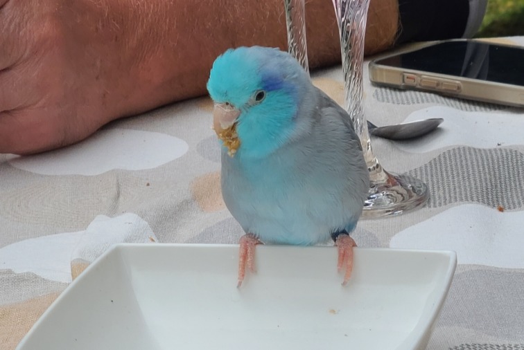 Ontdekkingsalarm Vogel Onbekend Darnétal Frankrijk