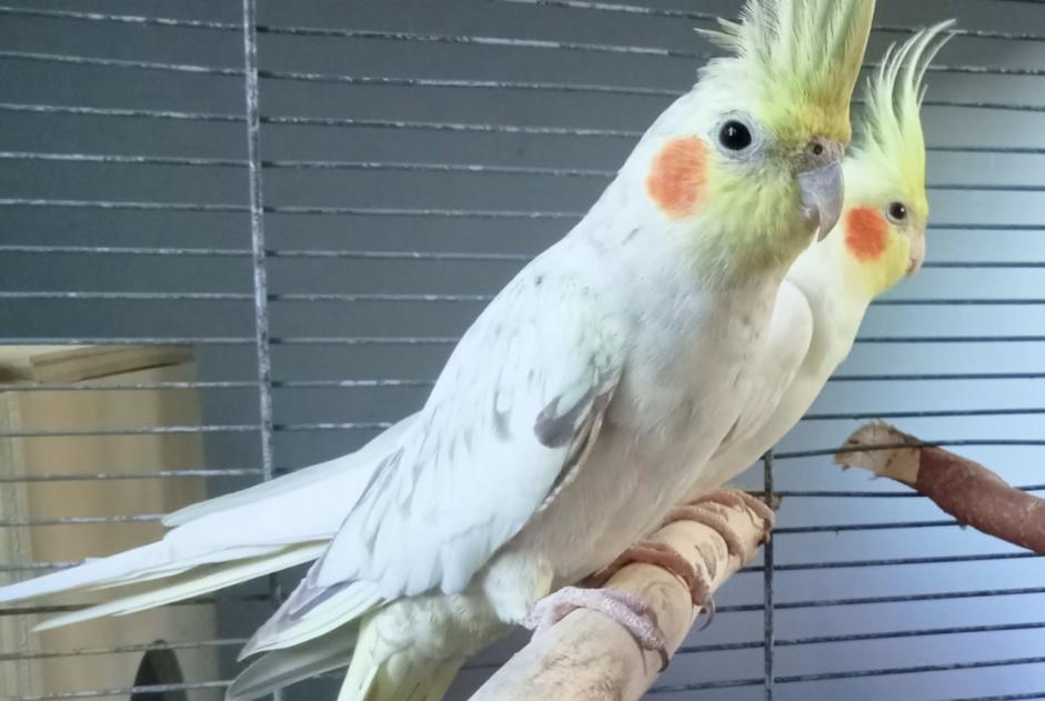 Verdwijningsalarm Vogel Mannetje , 2025 jaar Baisieux Frankrijk