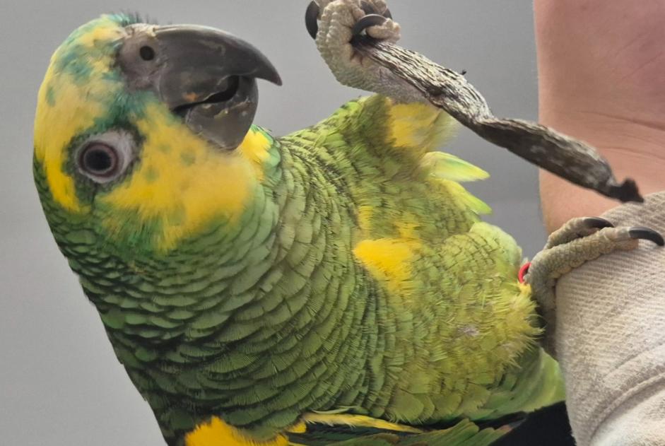 Alerta desaparecimento Pássaro Macho , 2025 anos Peypin France