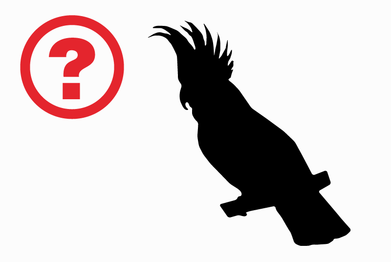 Alerte Découverte Oiseau Mâle Blou France